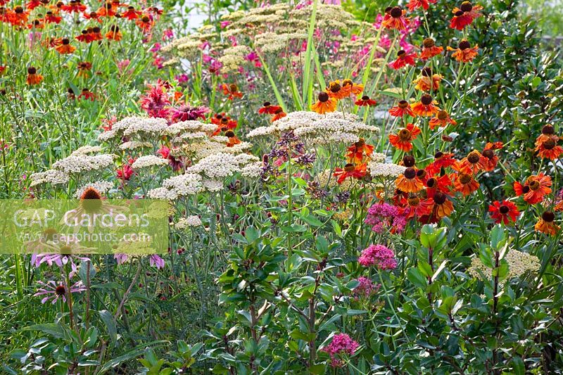 Petit lit herbacé, Achillea, Helenium, Echinacea purpurea 