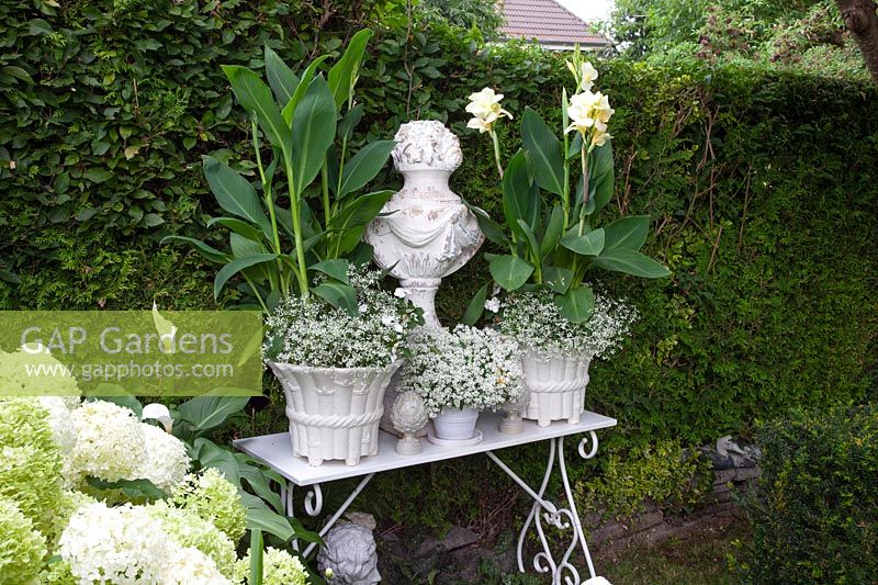 Décoration de jardin avec cannas en pots 