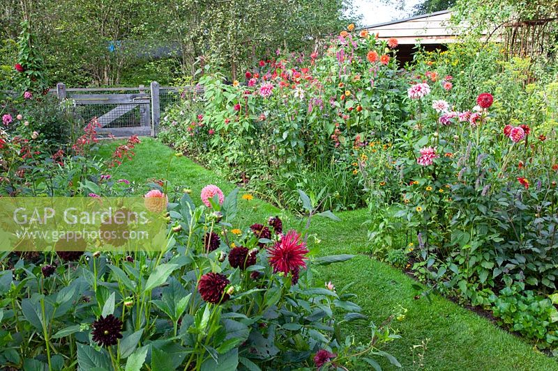 Jardin de maison de campagne avec dahlias 