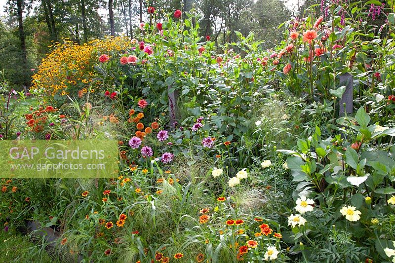 Lit de septembre, Dahlia, Chrysanthème, Rudbeckia 