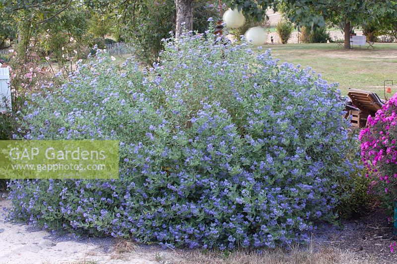 Fleur à barbe, Caryopteris clandondensis 