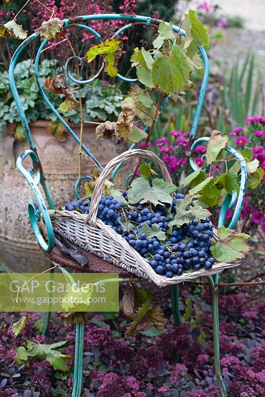 Raisins fraîchement récoltés dans un panier, Vitis vinifera Boskoop Glory 