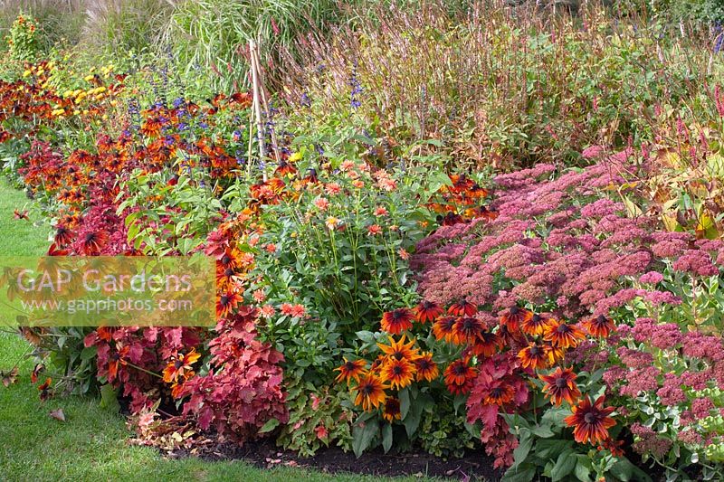 Lit avec des plantes annuelles et vivaces, Rudbeckia hirta Autumn Colors, Sedum Autumn Joy 