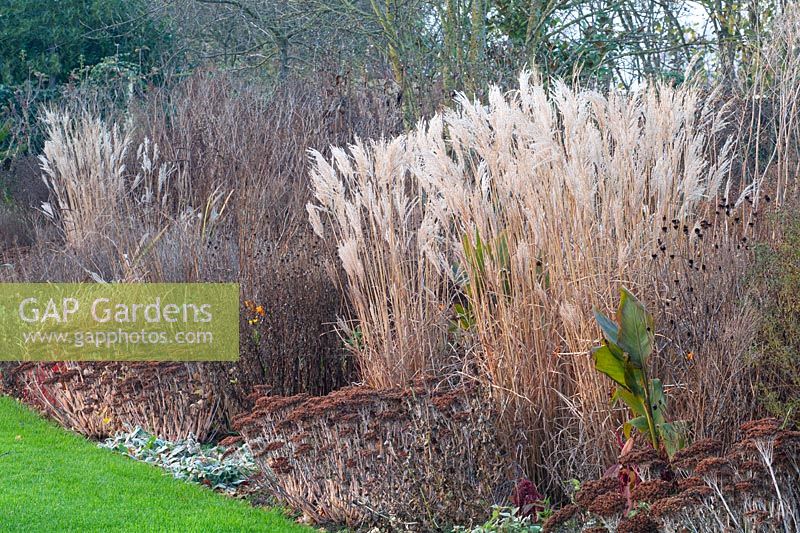 Lit en novembre, Miscanthus sinensis, Sedum telephium joie d'automne 