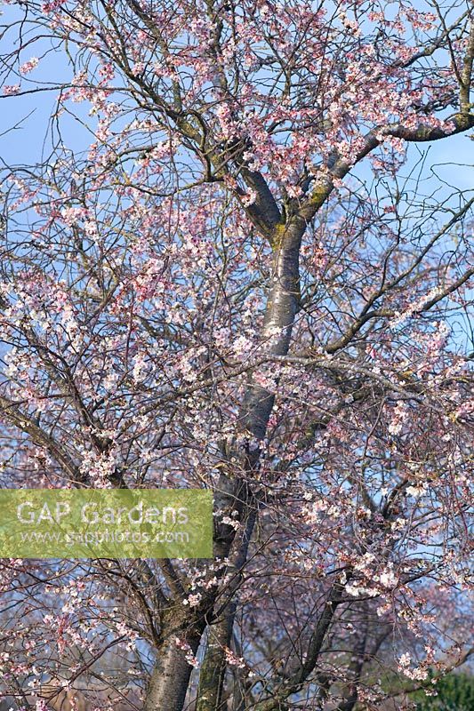 Cerisier d'hiver, Prunus subhirtella Autumnalis Rosea 