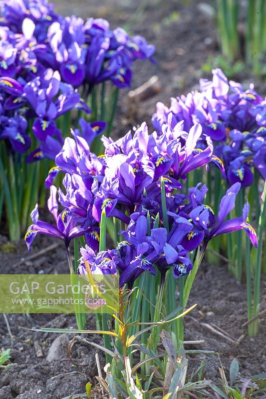 Iris réticulé, Iris reticulata Harmonie 