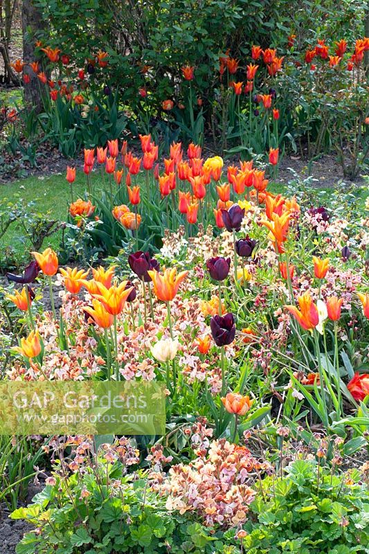 Lit au printemps avec tulipes et laque dorée, Tulipa Ballerina, Erysimum cheirii 