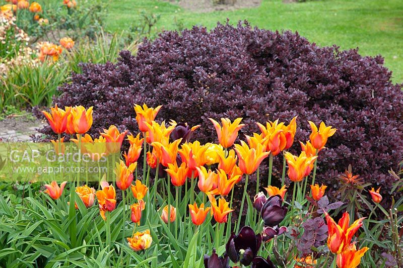 Tulipes et épine aigre, Tulipa Ballerina, Berberis thunbergii Atropurpurea Nana 