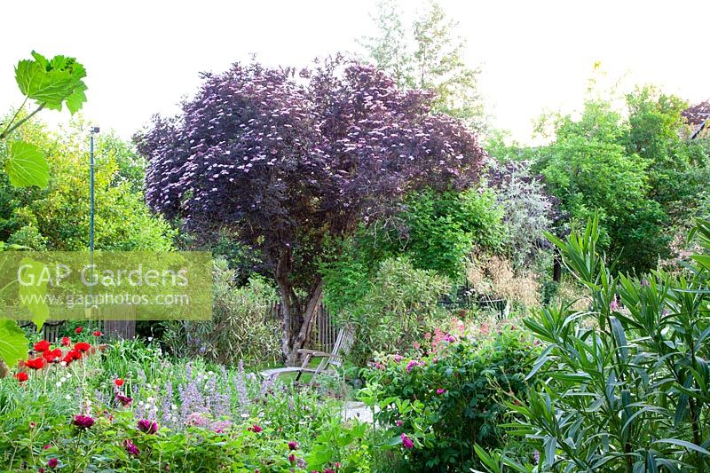 Jardin naturel avec sureau, Sambucus nigra Black Beauty 