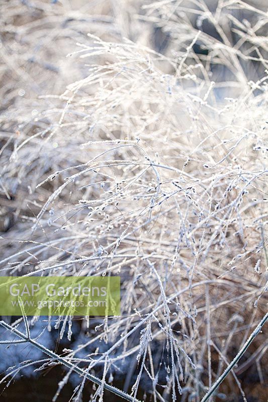 Switchgrass en gel, Panicum virgatum 