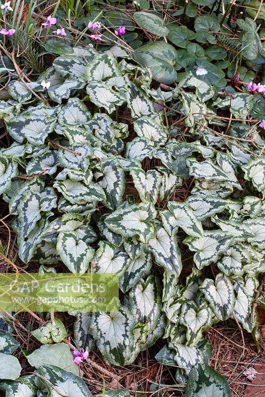 Feuillage magnifiquement marqué du Cyclamen hederifolium à floraison automnale 