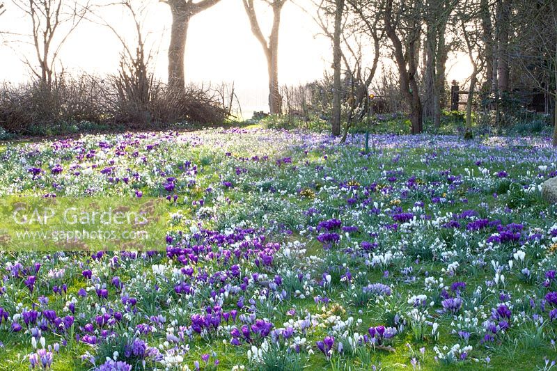 Prairie de crocus avec Crocus tommasinianus Ruby Giant, Crocus tommasinianus x vernus Yalta, Crocus vernus Jeanne d'Arc 