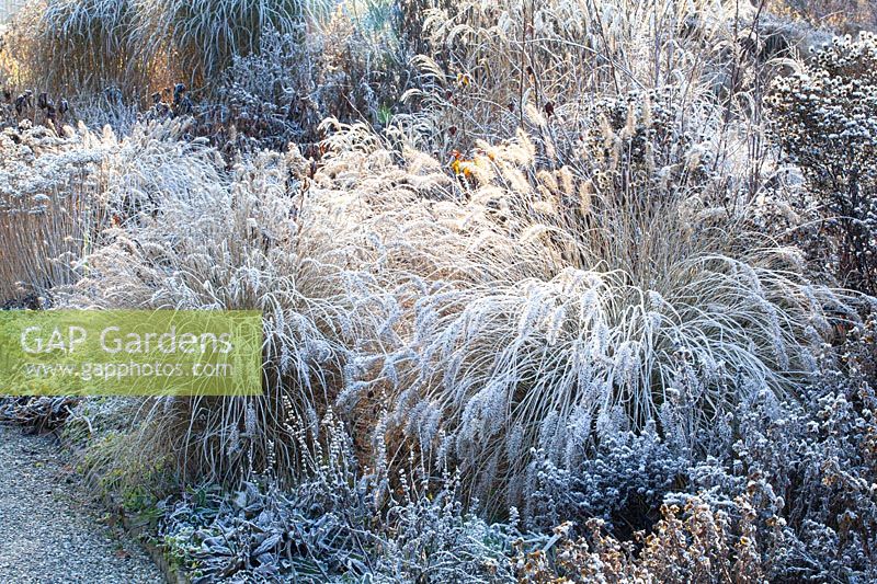 Lit d'hiver avec gel, Pennisetum alopecuroides 