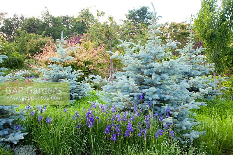 Épinettes bleues dans le jardin, Picea pungens Blue Mountain 