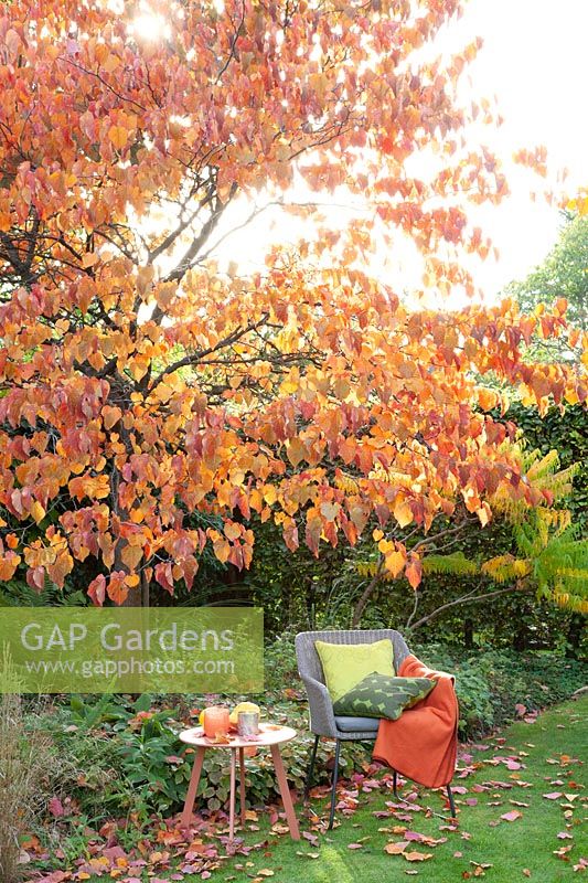 Siège avec arbre de Judée dans le jardin d'automne, Cercis canadensis Forest Pansy 