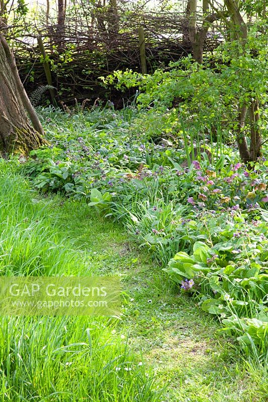 Jardin forestier avec plantes couvre-sol 