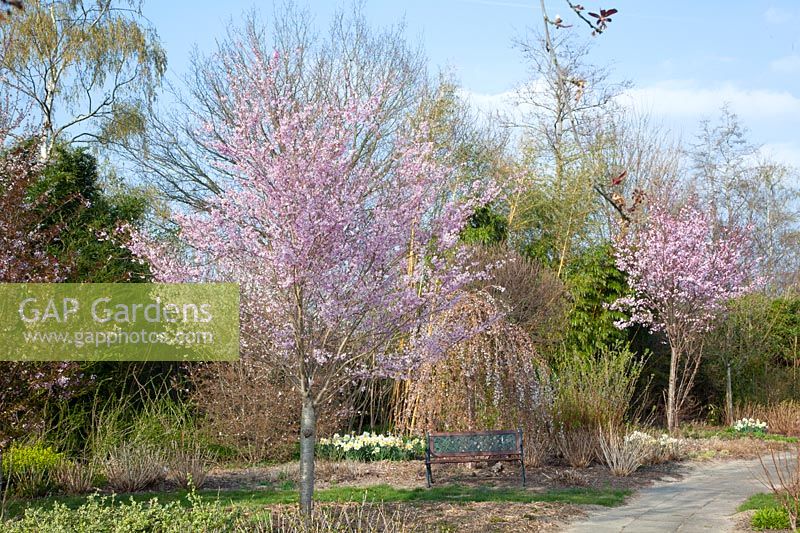 Jardin avec cerises ornementales, Prunus subhirtella Fukubana, Prunus sargentii Charles Sargent, Jardin avec cerises ornementales 