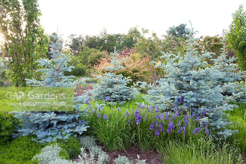 Épinettes bleues dans le jardin, Picea pungens Blue Mountain 