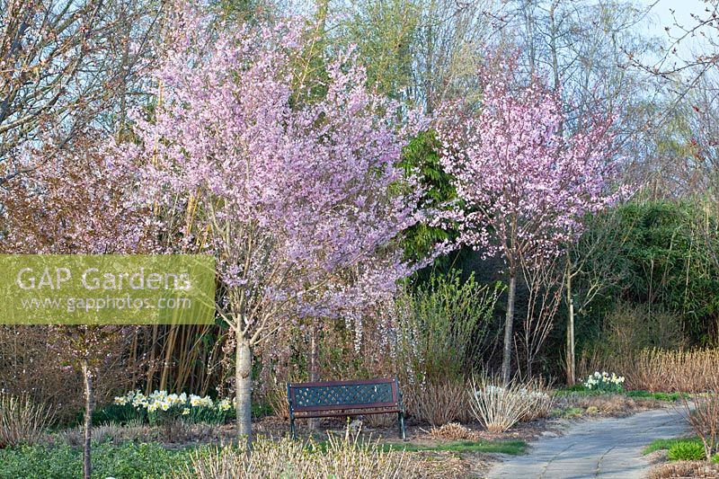 Jardin avec cerises ornementales, Prunus subhirtella Fukubana, Prunus sargentii Charles Sargent 