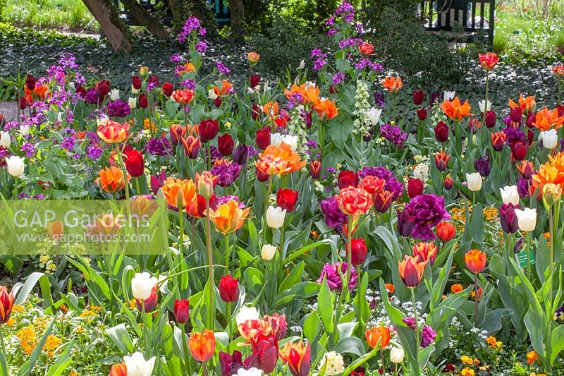 Lit avec tulipes, Tulipa Havran, Tulipa Ronalso, Tulipa National Velvet, Tulipa City of Vancouver, Lunaria annua 