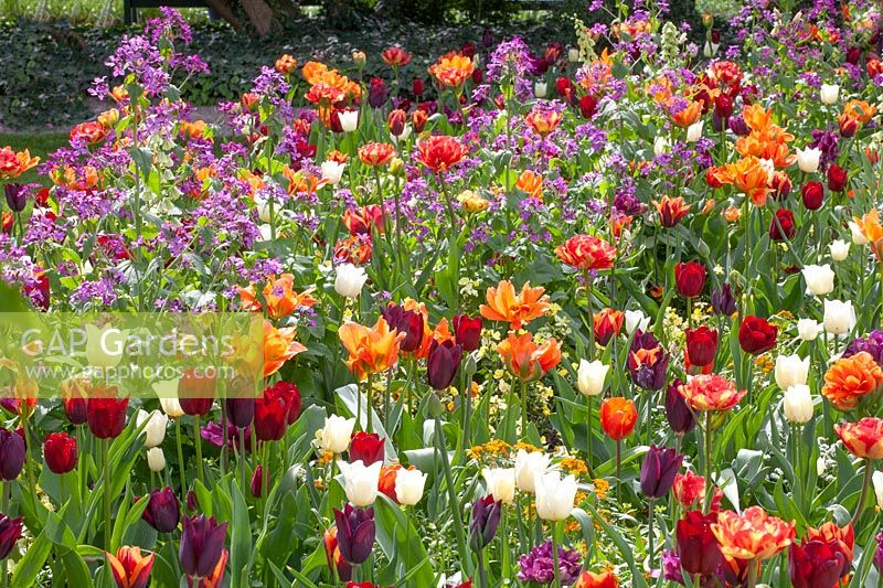 Lit avec tulipes, Tulipa Havran, Tulipa Ronaldo, Tulipa National Velvet, Tulipa City of Vancouver, Lunaria annua 