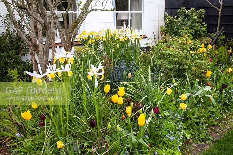 Jardin de devant au printemps avec Iris hollandica 