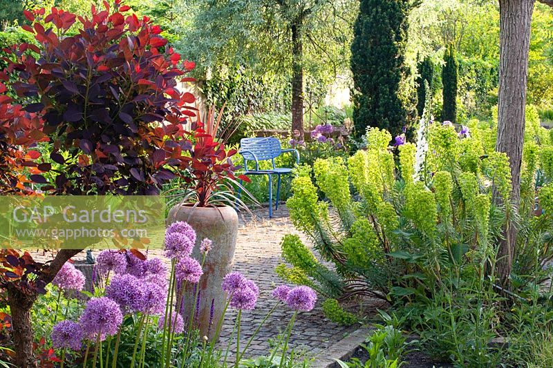 Jardin méditerranéen, Euphorbia characias, Allium Globemaster, Cotinus coggygria Royal Purple 