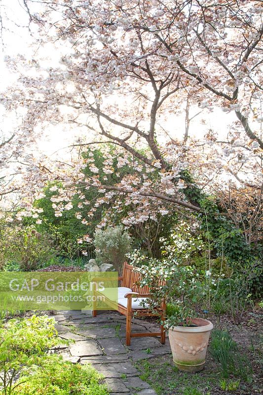 Assise sous un cerisier ornemental, Prunus serrulata Fugenzo 