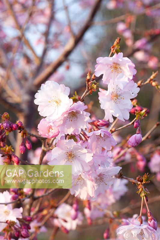 Fleurs du cerisier ornemental, Prunus Pink Ballerina 