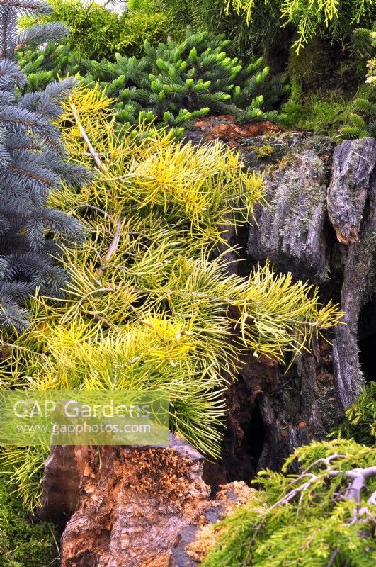 Abies concolor 'Winter Gold' dans une rocaille. Peut 