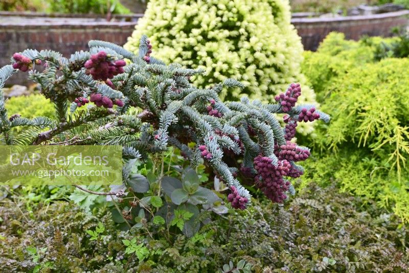 Brunch décoratif d'Abies procera 'Glauca Prostrata' - Sapin noble aux jeunes fruits rouges et aiguilles bleues dans le jardin printanier. Peut 