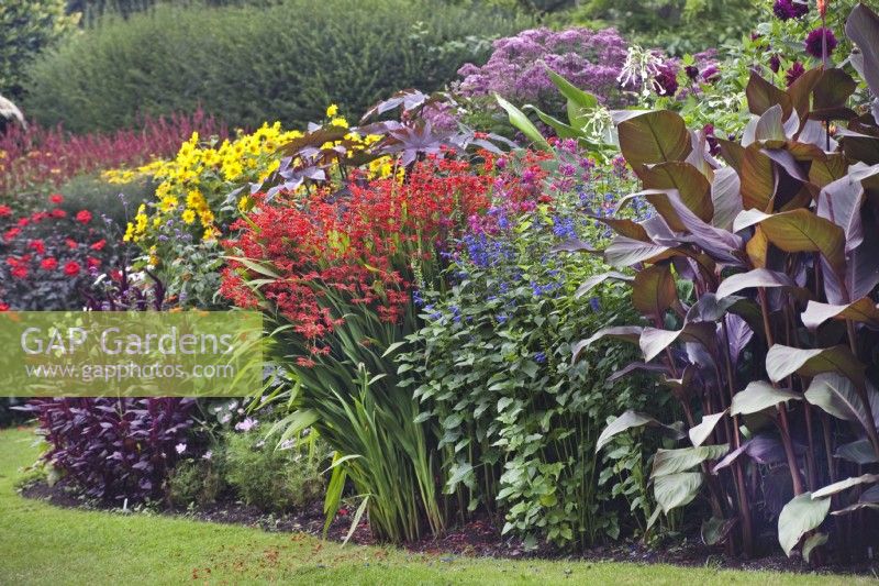 Parterre de fleurs vivaces mixtes avec Crocosmia, Salvia et Canna au jardin Dorothy Clive, août 