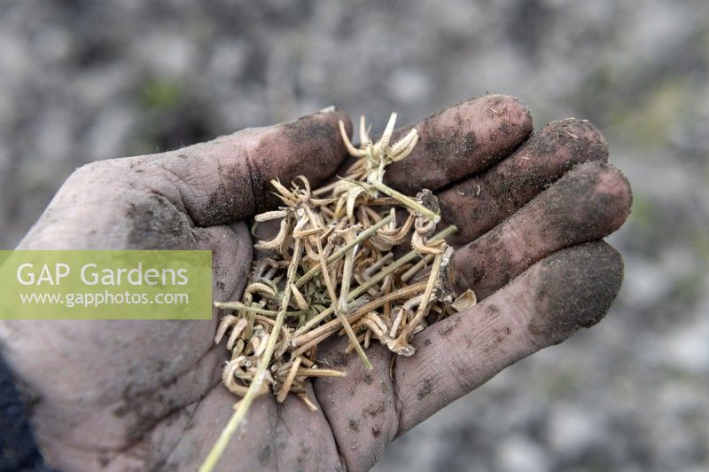 Graines de calendula séchées dans une main de jardinier boueuse, prêtes à être semées sur un lotissement. 