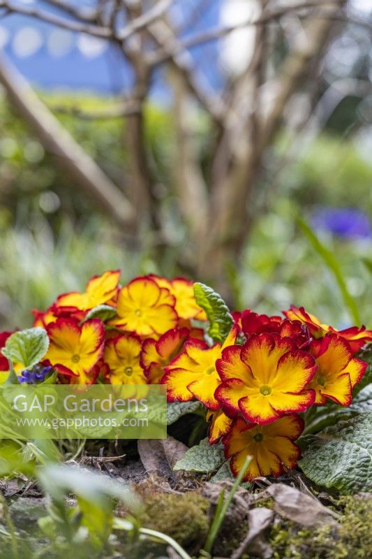 Primula 'Megan Elcora Red', avril 