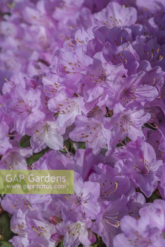 Rhododendron 'Snipe' floraison au Printemps - Avril 