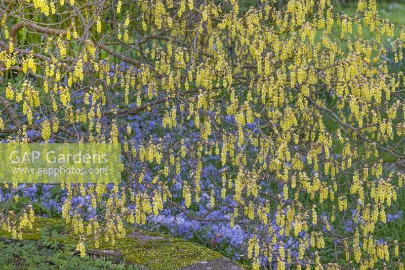 Corylopsis glabrescens fleurit au printemps - mars 