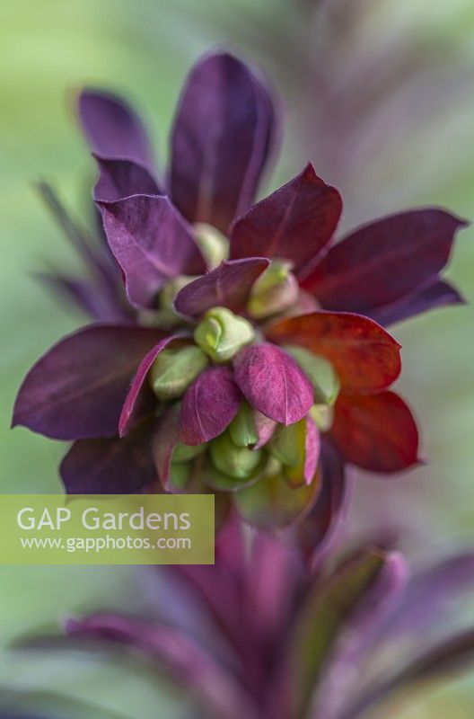 Euphorbia 'Miner's Merlot' floraison au Printemps - Avril 