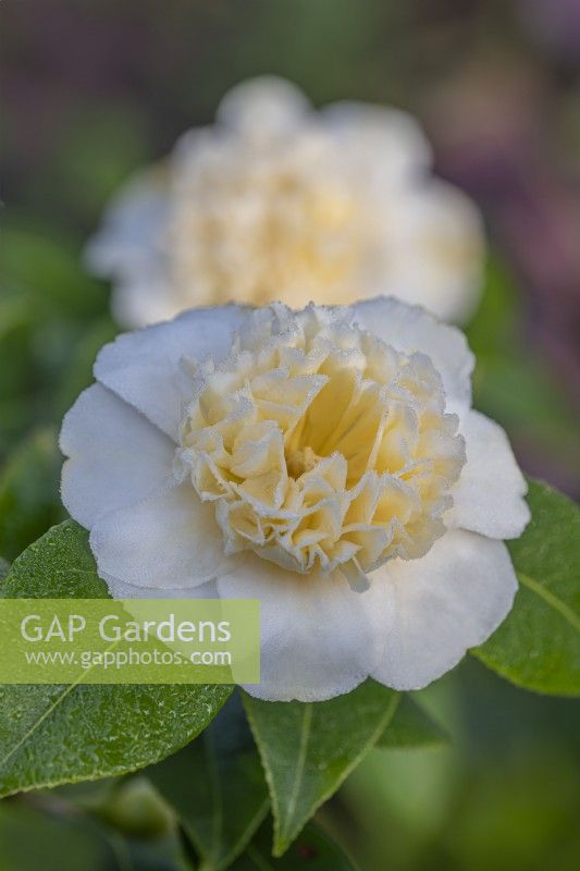 Camellia japonica 'Brushfield's Yellow' fleurit au printemps - mars 