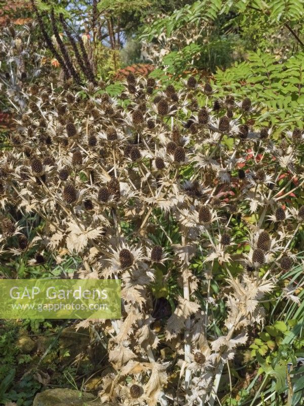 Eryngium giganteum - Capitules séchés de houx de mer 
