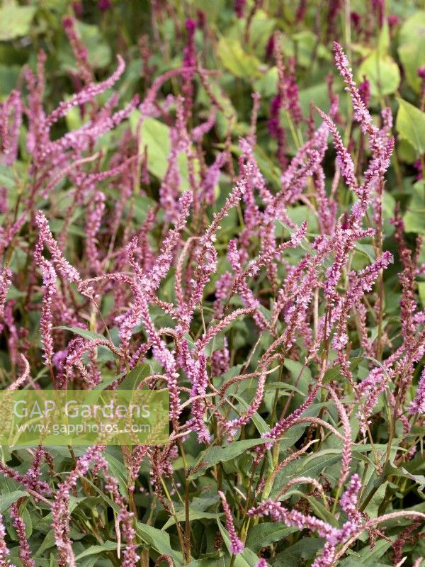 Persicaria amplexicaulis Pink Elephant, automne septembre 