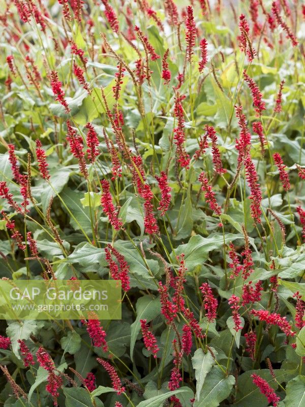 Persicaria amplexicaulis Lage Rode, automne septembre 