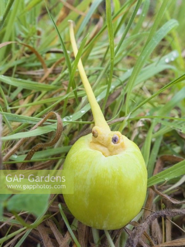 Ginkgo biloba - fruit tombé d'un arbre 