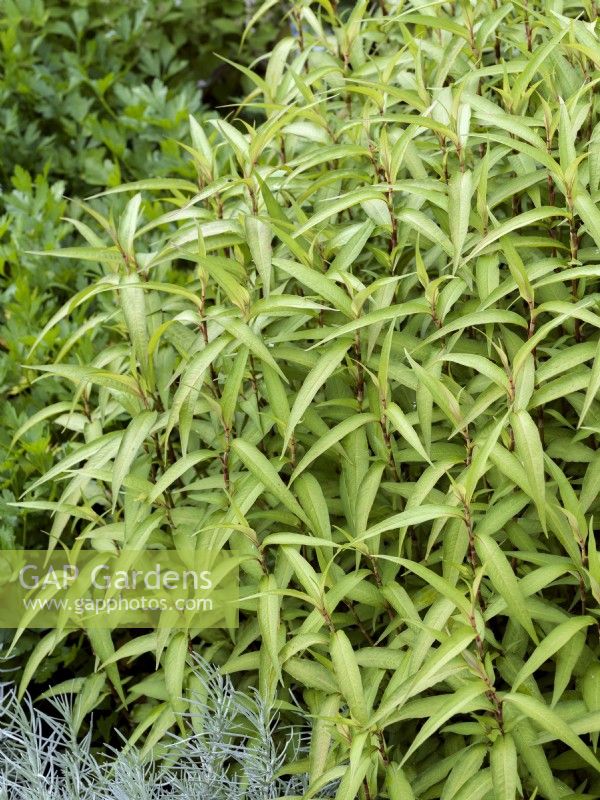 Persicaria odorata, été juillet 