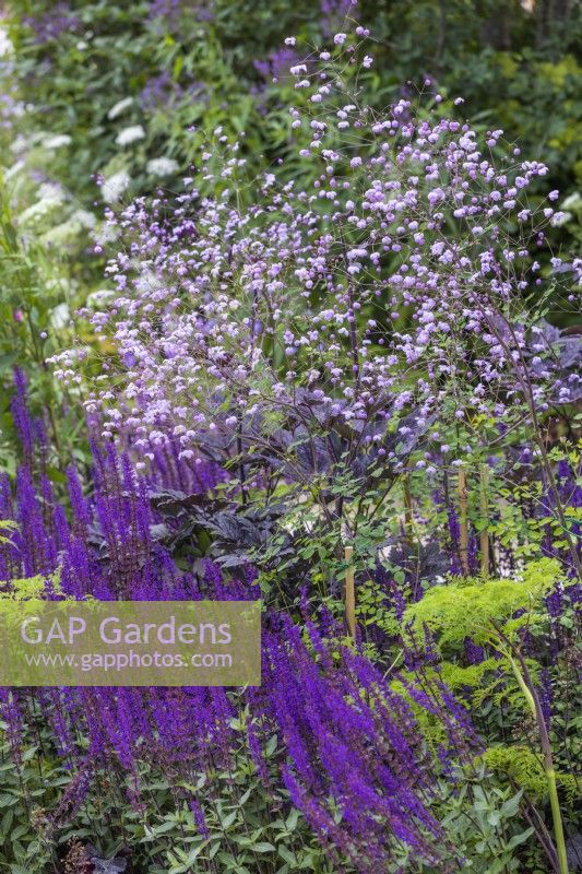 Thalictrum « Splendide » et Salvia nemerosa « Caradonna. RHS Iconic Horticultural Hero Garden, Designer : Carol Klein 