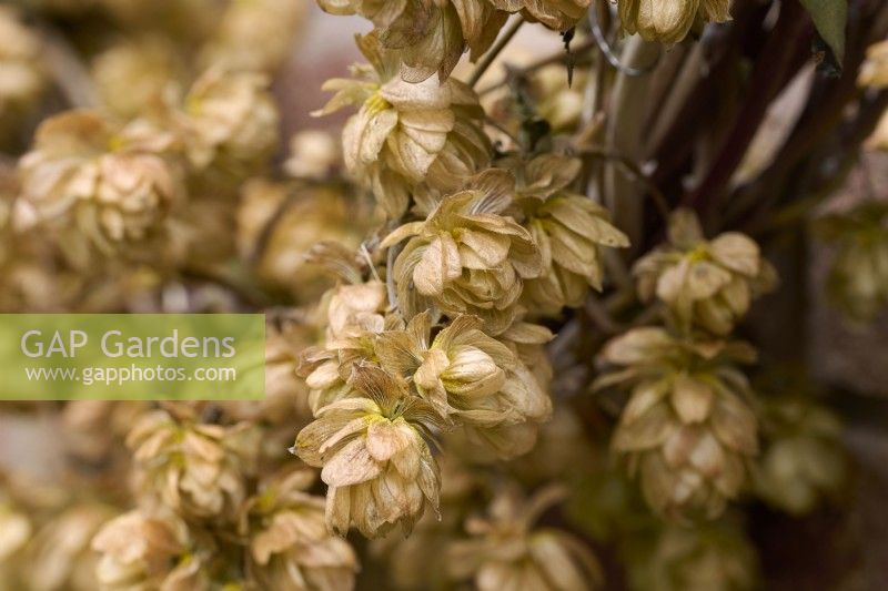 Fleurs séchées de houblon sauvage - Humulus lupulus - sur un anneau de couronne rustique 