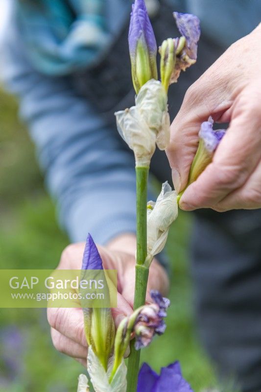 Femme enlevant soigneusement les fleurs fanées d'un iris barbu en cassant soigneusement les fleurs fanées à la base avec le doigt et le pouce. Peut. 