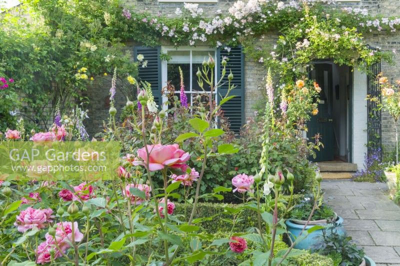 Vue d'un jardin devant une maison victorienne en été avec Rosa 'Boscobel' fleurie dans un parterre de fleurs. Rosa 'Francis E. Lester' s'est formée au-dessus de la porte d'entrée et de la fenêtre avec volets. Peut. 