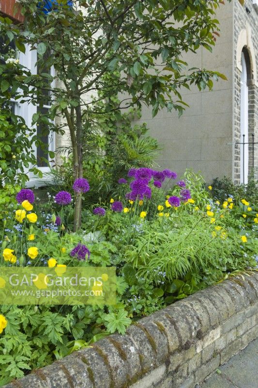 Petit jardin de devant derrière un muret de briques planté d'alliums violets, de coquelicots gallois jaunes - Meconopsis cambrica - Brunnera, de lys et d'un pommier sauvage. Peut. 