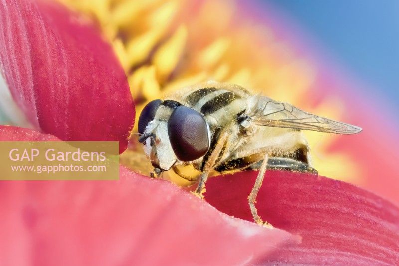 Helophilus pendulus - Hover Fly se nourrissant de pollen 