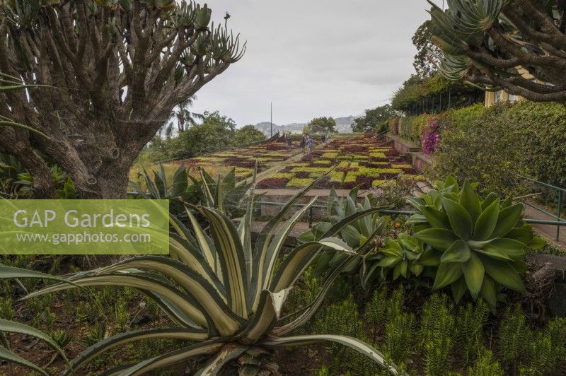 Une vue sur les célèbres haies en damier du jardin botanique de Madère, avec diverses plantes succulentes au premier plan. Été. 